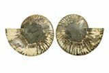 Cut & Polished, Agatized Ammonite Fossil - Madagascar #270270-1